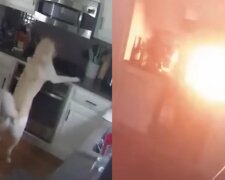 Випадково увімкнув: нещасний пес став винуватцем пожежі в будинку