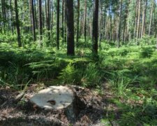 Сотни оккупантов дезертировали и прячутся в лесах Украины: "Голодные и злые"
