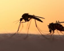 З’явився несподіваний засіб для боротьби з комарами
