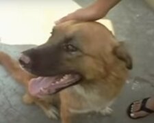 "Хто бачив цю жахливу картину?": собак масово потравили на Запоріжжі, шукають свідків