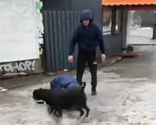 Бійцівські собаки напали на жінку в Дніпрі, відео: "Власник намагався вгамувати...»