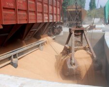 Українські залізничники півроку викрадали зерно під час експорту: деталі гучного розслідування