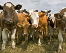 «За Окою пасуться КО»: у Росії пройде парад корів