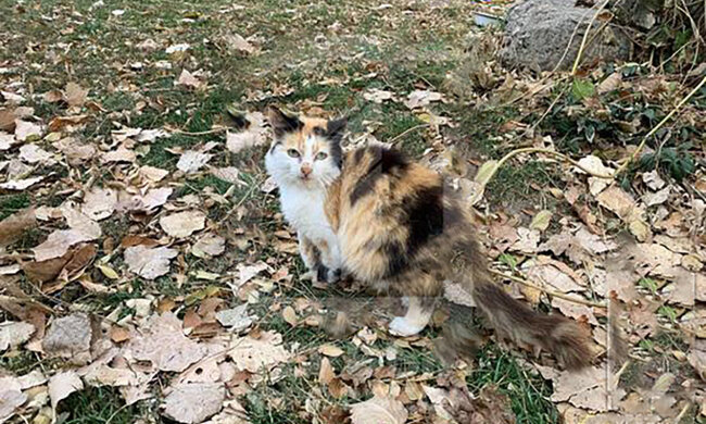 Дівчина на камеру вирішила "напоїти" кішку пивом: суд виніс вердикт шкуродерці