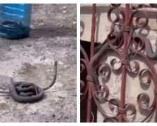 Харків'яни скаржаться на навалу змій, заповзають у будинки: моторошні кадри