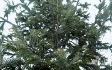 Как сохранить дольше новогоднюю елку