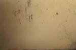 грибок