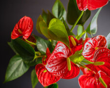 Квіти, які принесуть у ваш дім щастя: топ-5 найбільш сильних рослин