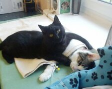 Спасенный кот-сиделка заботится о животных в приюте (фото)
