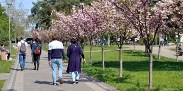весна погода парк сакура