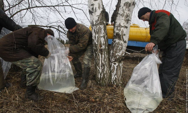 березовый сок