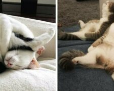 Топ смешных фото, которые доказывают, что у кошек нет неудобной позы для сна
