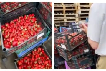 Цена на клубнику оказалась "неподъемной" для украинцев: десятки ящиков с ягодами выбросили, кадры