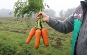 Секрет выращивания моркови