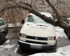 "Повалены деревья и электрические опоры": непогода обрушилась на Львов, фото последствий