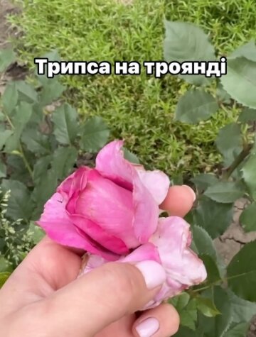 трипса на розах