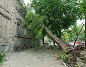 Ветер, Одесса, шквал, упавшее дерево, ураган, непогода