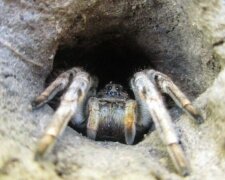 У Дніпропетровській області з'явилися тарантули: місцеві діляться лякаючими фото