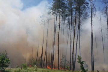 Жахливі масштаби знищення лісу росіянами на Лиманському напрямку: черговий акт екоциду