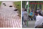 Сотни птиц загадочно погибли в один день, орнитологи в недоумении: кадры странного ЧП
