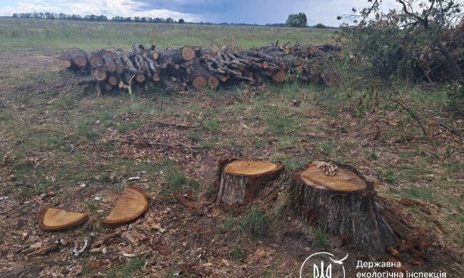 незаконне вирубування лісу