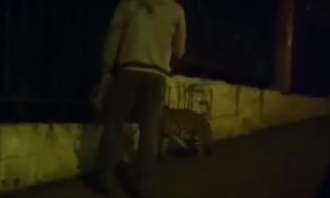 Киевлянин вышел на прогулку с леопардом, появилось видео: "лишь бы дома не сидеть"