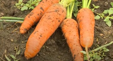 Сочная морковь с собственного огорода