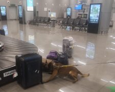 ЧП в аэропорту Одессы: чемодан туристки вызвал переполох, фото