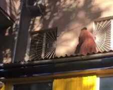 В Одессе пенсионерка гуляла по крыше магазина: момент попал на видео