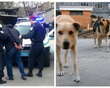 Под Одессой мужчина расстался с жизнью за издевательства над собаками: детали расправы