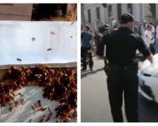 Одесит нацькував бджіл на поліцейських, які прийшли з перевіркою: суд виніс вирок