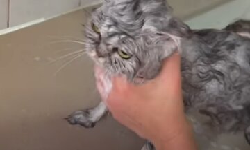 Злой мокрый кот
