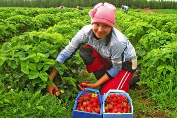 Как безвиз изменил зарплаты украинских заробитчан: озвучены ставки