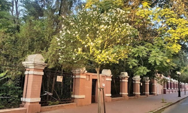 "Природа прокинулася в кінці вересня": жителі Одещини спостерігають дивну аномалію", фото