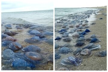 Буря викинула на одеський берег мільйон медуз: неймовірні кадри
