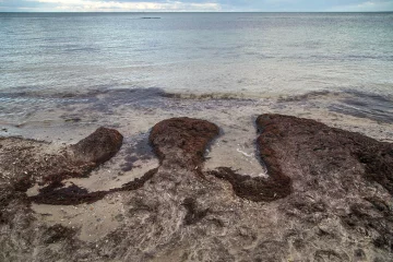 черное море, экологическая катастрофа