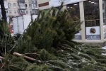 В Одесі почали полювання на ялинкових бізнесменів, фото