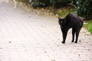 кот черный кошка