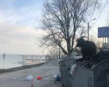 У розпал карантину популярний пляж в Одесі окупувала рогата худоба: кумедне фото