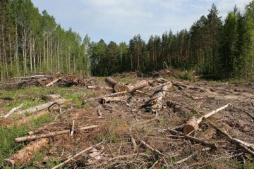 Схватка за контрабанду