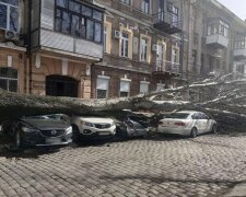 Сотни деревьев, дома и не только: как стихия потрепала Одессу, фото