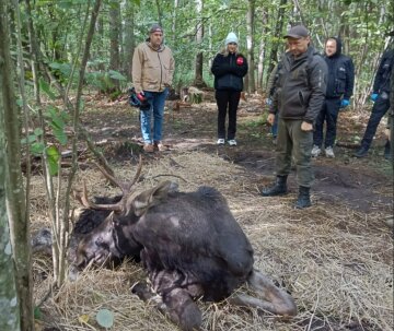 На Рівненщині рятували червонокнижного лося: тварину, що застрягла в болоті, відправили на лікування до Львова