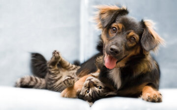 funny-cat-and-dog-friend-wallpaper-hd