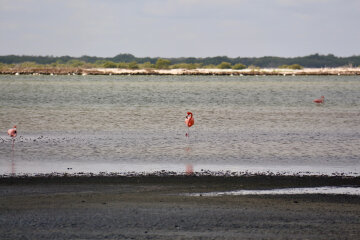 мексиканский залив фламинго