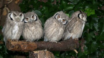 Asian-Bay-Owls