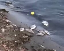 Риба плаває черевом догори: у мережі з'явилося відео екологічної катастрофи в Харкові
