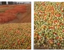 Фермери викидають на поля гори помідорів, відео: залишається тільки "удобрювати" землю