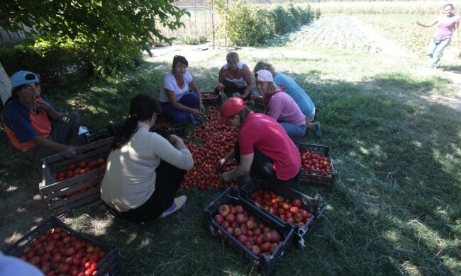 Как эксплуатируют детей в Мукачевском интернате (фото)