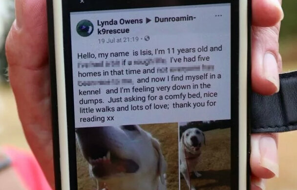 Астрологи определили, какую собаку лучше всего дарить в год Свиньи: не ошибитесь с выбором