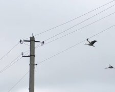 Графіки відключення світла у Полтавській області на 29 квітня